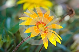 Beautiful yellow gerbera with dew drops. Shallow depth of field.