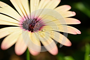 beautiful yellow gerbera flower with water drop in the garden