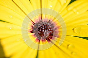 close up beautiful yellow gerbera flower in the garden