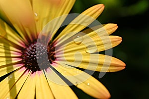 beautiful yellow gerbera flower in the garden