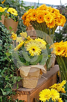 Beautiful Yellow gerberas in flower pot and glass vases