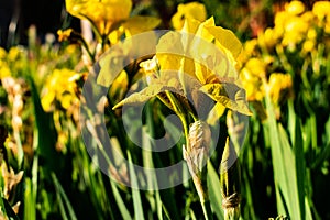 beautiful yellow germanic iris flower in the park on a spring afternoon