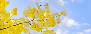 Beautiful yellow ginkgo, gingko biloba tree forest in autumn season in sunny day with sunlight and blue sky, white cloud,