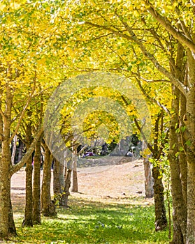 Beautiful yellow ginkgo, gingko biloba tree forest in autumn season in sunny day with sunlight and blue sky, white cloud,