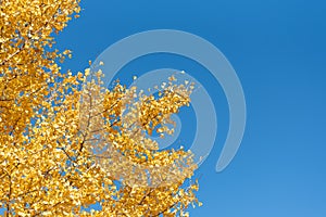 Beautiful yellow ginko leaves in autumn with blue sky background