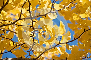 Beautiful yellow ginko leaves in autumn with blue sky background