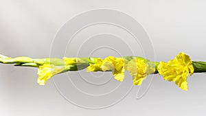 Beautiful yellow gladiole