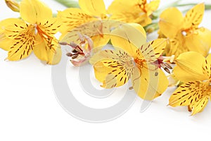 Beautiful yellow gladiolus on white background