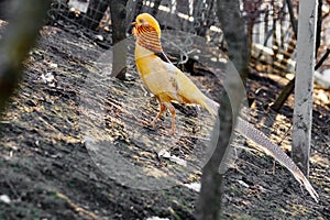Beautiful yellow golden pheasant