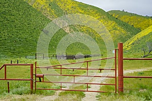 Beautiful yellow goldifelds blossom with red gate