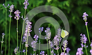 Beautiful yellow Gonepteryx rhamni or common brimstone butterfly on a purple lavender flower