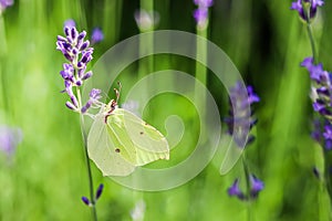 Beautiful yellow Gonepteryx rhamni or common brimstone butterfly on a purple lavender flower