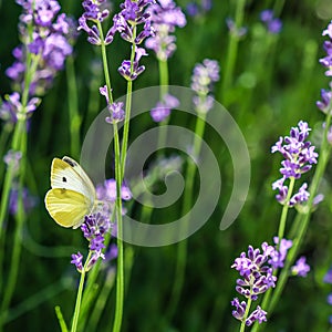 Beautiful yellow Gonepteryx rhamni or common brimstone butterfly on a purple lavender flower