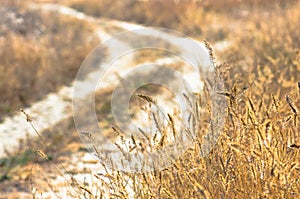 Beautiful yellow grass near a dirt road