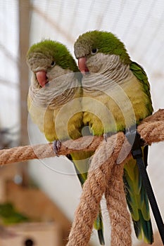 Beautiful yellow-green parrots sits on a rope in an aviary