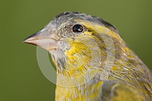 Beautiful yellow and grey canary