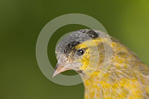 Beautiful yellow and grey canary