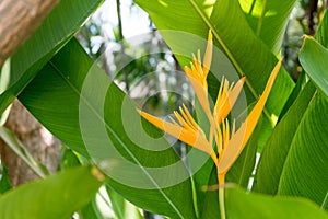 Beautiful yellow Heliconia flower tree in the Tropical Botanical Garden.