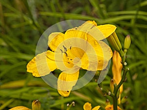 Beautiful yellow Hemerocallis Cartwheels daylily flower