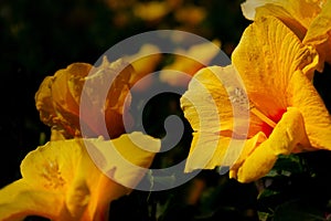 Beautiful yellow hibiscus flower on nature on soft light - dark background