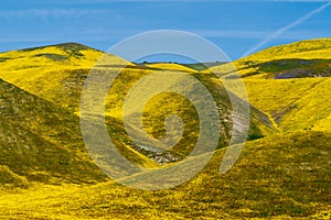 Beautiful yellow hills covered in hillside daisies and goldfield wildflowers at Carrizo Plain National Monument during 2019 super