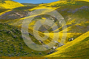 Beautiful yellow hills covered in hillside daisies and goldfield wildflowers at Carrizo Plain National Monument during super bloom