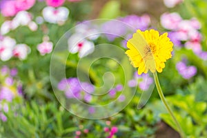 Beautiful yellow hybrid Gerbera or Barberton daisy flowers (Gerbera jamesonii hybrida) on the flowerbed. Gerbera jamesonii, also k