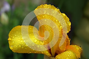 Beautiful yellow iris flower with dew drops outdoors, closeup