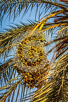 Beautiful yellow khalal dates in a tree