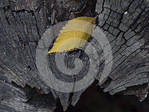 Beautiful yellow leaf on a cracked tree stump. beautiful dry wood stump. cracked wood texture on maple stump