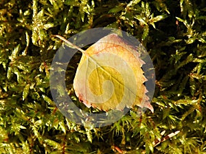 Beautiful yellow leaf on moss, Lithuania