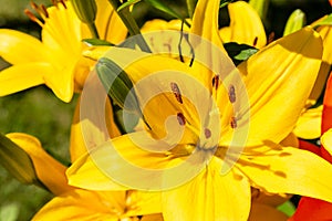 Beautiful yellow lillies in the garden