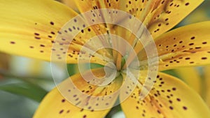 beautiful yellow lily flower blooming in garden. macro footage