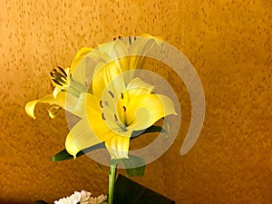 A beautiful yellow lily flower with large petals and buds, a stem on a brown speckled background