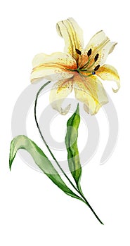 Beautiful yellow lily flower on a stem with green leaves. Watercolor painting. Floral illustration. Hand painted.