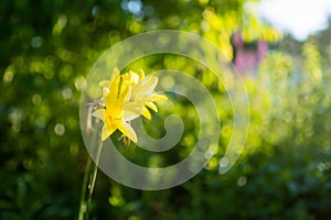 Beautiful yellow lily flowers on sunny summer evening