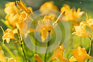 Beautiful yellow lily hemerocallis blossoms in evening sunset light of summer garden under the rain. Sunlight reflecting