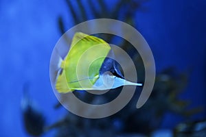 Beautiful yellow longnose butterfly fish in toned blue aquarium