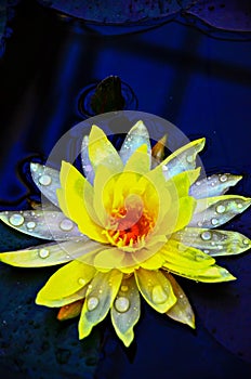 Beautiful Yellow Lotus with drop water