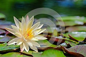 Beautiful yellow lotus flower with green leaves in pond