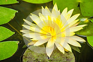 Beautiful yellow lotus with green leaves in swamp pond. Peaceful yellow water lily flowers and green leaves on the pond surface. photo