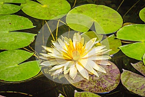Beautiful yellow lotus with green leaves in swamp pond. Peaceful yellow water lily flowers and green leaves on the pond surface.