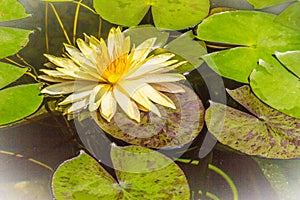 Beautiful yellow lotus with green leaves in swamp pond. Peaceful yellow water lily flowers and green leaves on the pond surface.