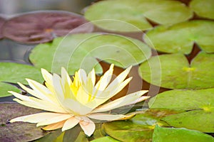 Beautiful yellow lotus with green leaves in swamp pond. Peaceful yellow water lily flowers and green leaves on the pond surface.