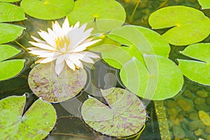 Beautiful yellow lotus with green leaves in swamp pond. Peaceful yellow water lily flowers and green leaves on the pond surface.