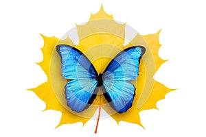 Beautiful yellow maple leaf with blue butterfly isolated on whit