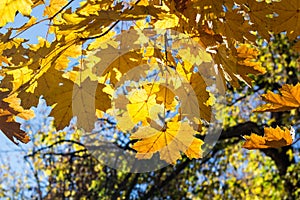 Beautiful yellow maple leaves on blue sky background. Autumn leaves background