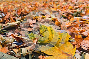 Beautiful yellow maple leaves on sunny day and blurry background. Golden autumn in city park. Close up, macro shot. Fall Scene