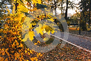 Beautiful yellow maple leaves on sunny day and blurry background. Golden autumn in city park. Close up, macro shot. Fall Scene