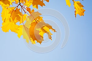 Beautiful yellow maple trees close-up